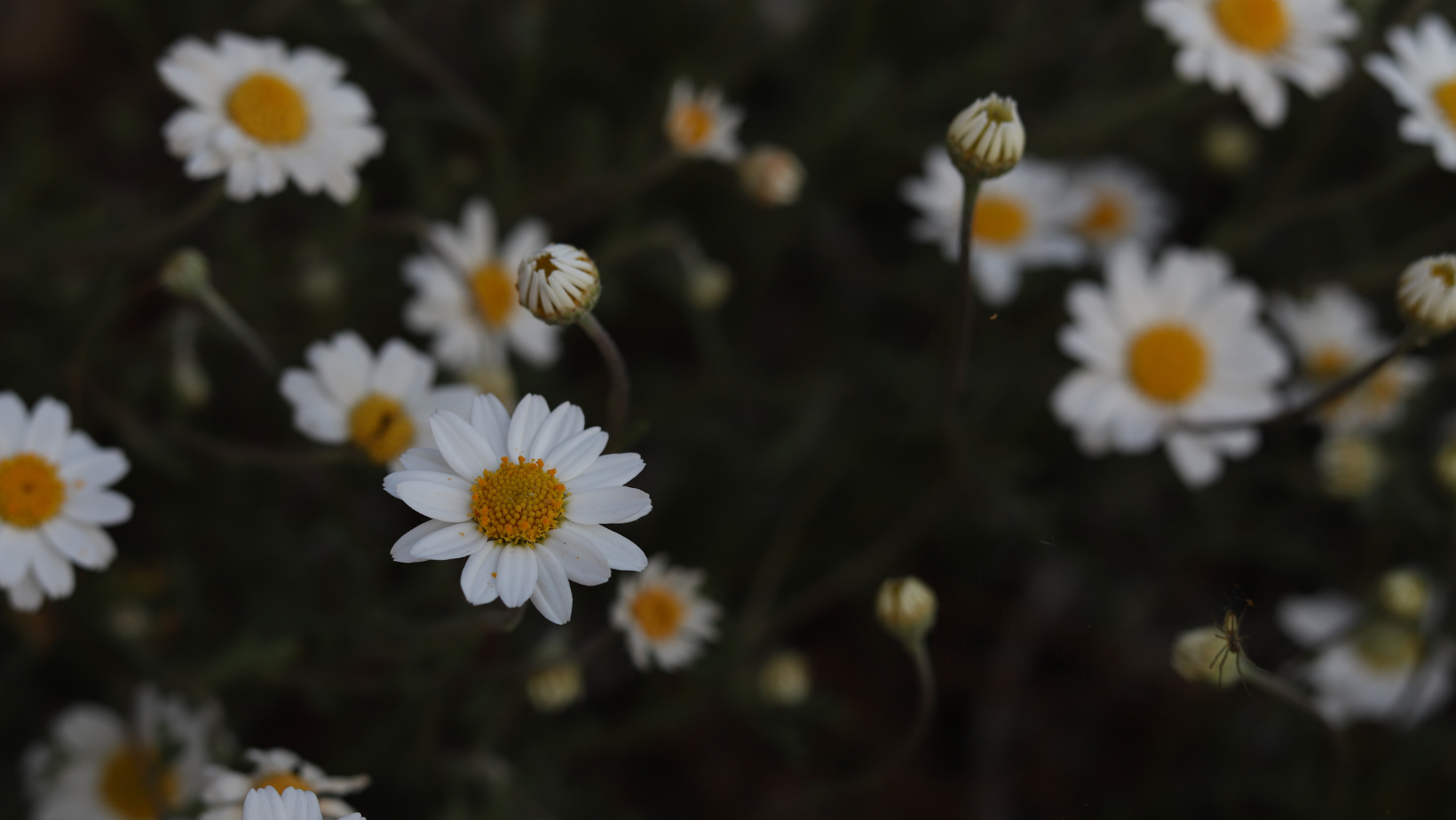 Photographie accueil carroussel